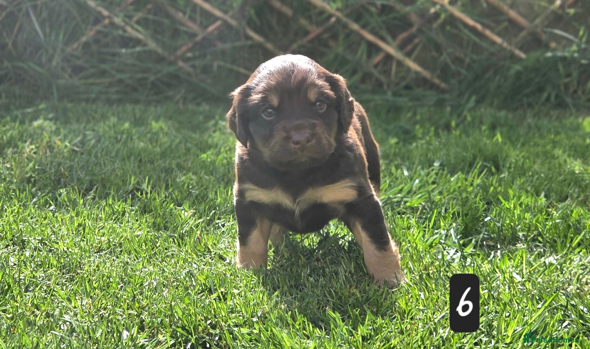 Mixed Breed dogs Field spaniel cross puppies kc Activity registered - Advert 10