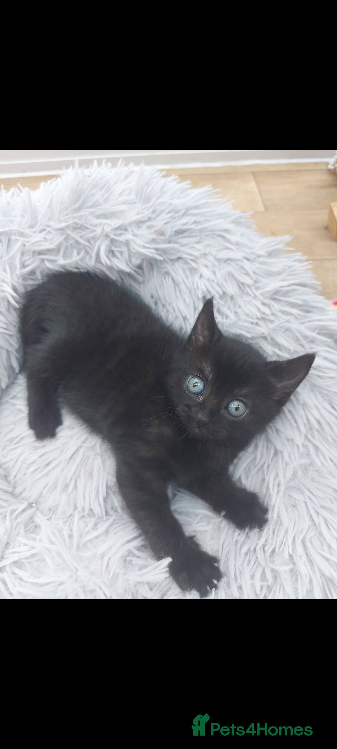 Mixed Breed cats for sale: Beautiful kittens 🥰 - Advert 25