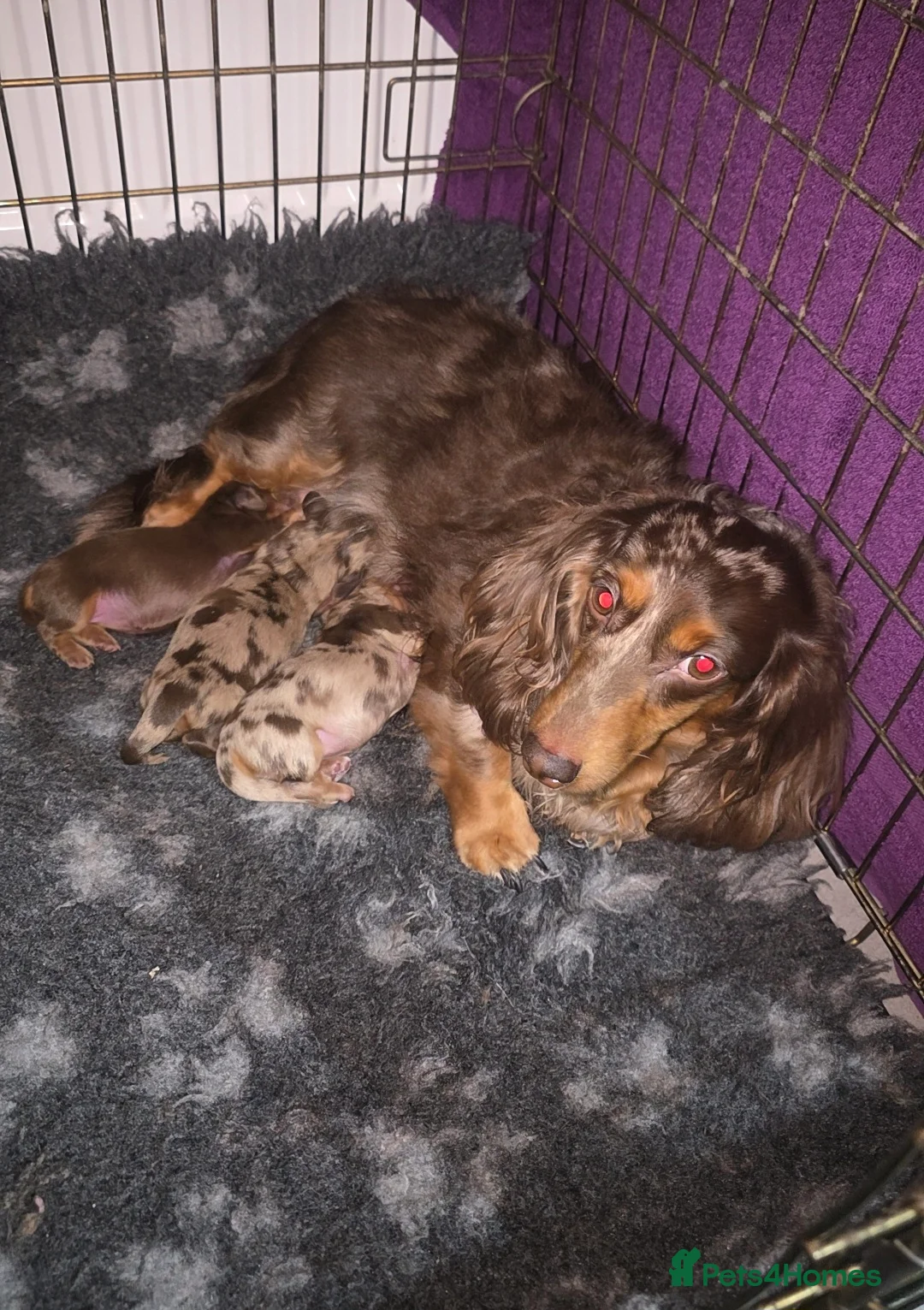 Miniature Dachshund dogs for sale: Miniature Long-Haired Dachshund isabella Puppies - Advert 1