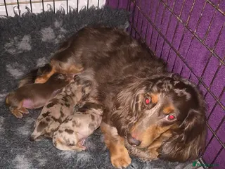 Miniature Dachshund dogs Miniature Long-Haired Dachshund isabella Puppies - Advert 2