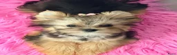 Yorkshire Terrier dogs for sale: Toy Yorkshire Terrier Female – Available 🐶✨ 🎀 - Advert 3