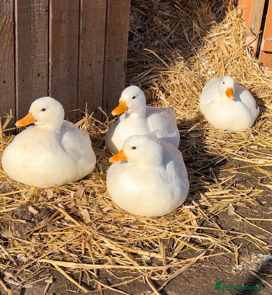 Ducks poultry for sale: Call duck hatching eggs - Advert 2