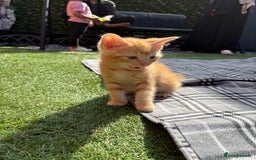 British Shorthair cats for sale: ginger kitten - Image 3