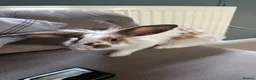 Lionhead rabbits for sale: Lion head  in St Albans - Advert 1
