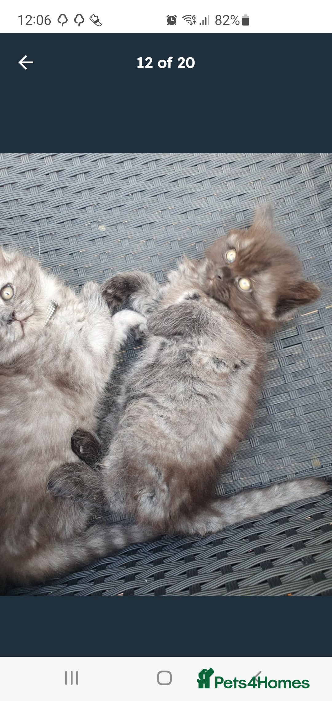 Mixed Breed cats for sale: Beautiful male kitten  - Image 1