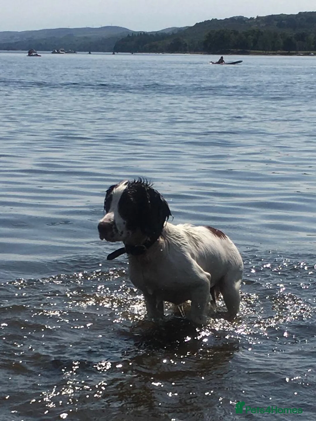 English Springer Spaniel dogs for sale: English Springer (male 5yrs) for rehomr - Advert 2