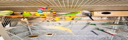 Budgerigars birds for sale: 14 Breeding Budgies, Cage, Food, Toys & Nest Boxes - Advert 12
