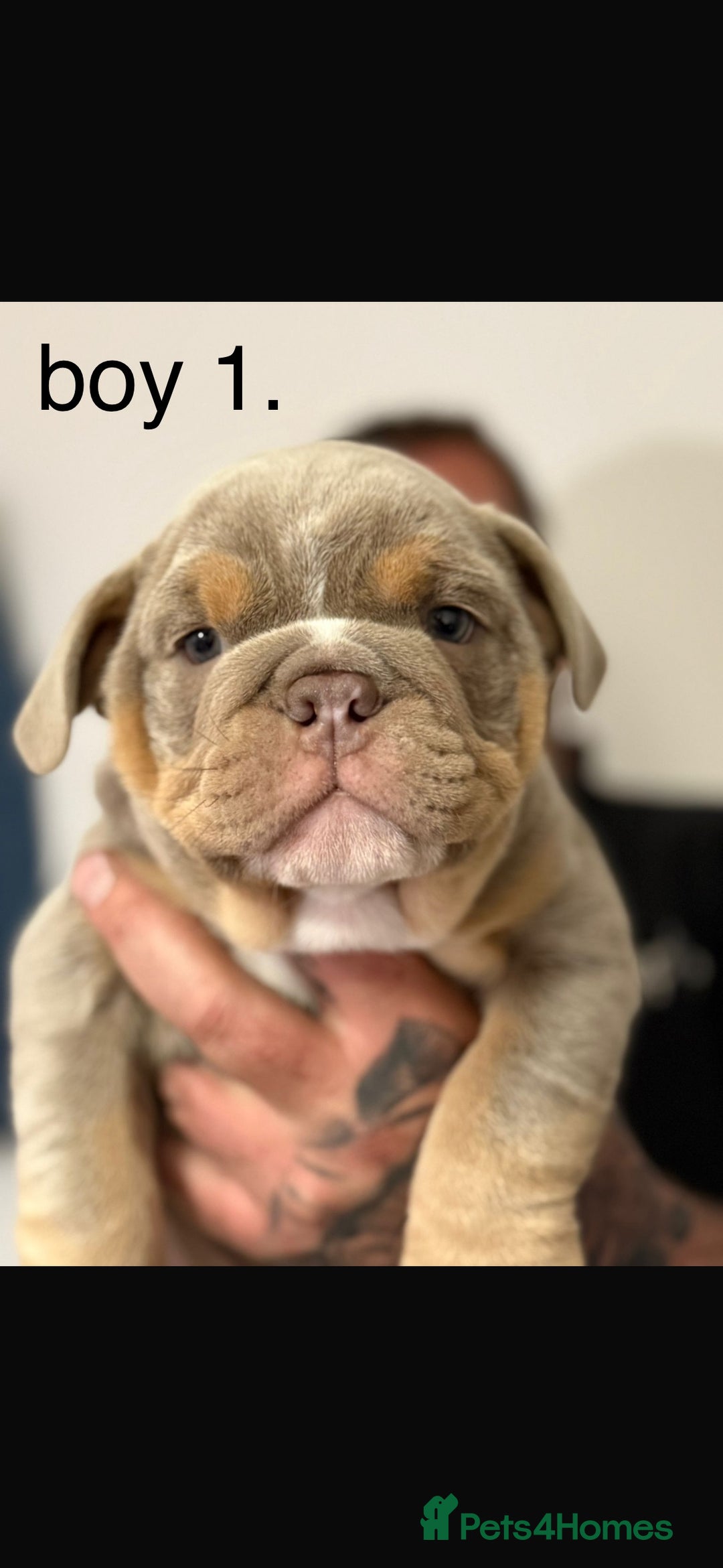 English Bulldog dogs for sale: Fully Suited Lilac & Tan boys  - Image 1