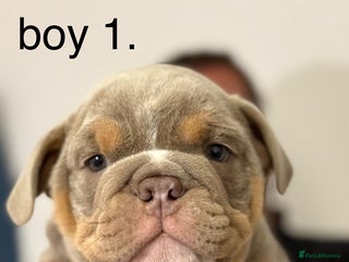 English Bulldog dogs - Advert 7