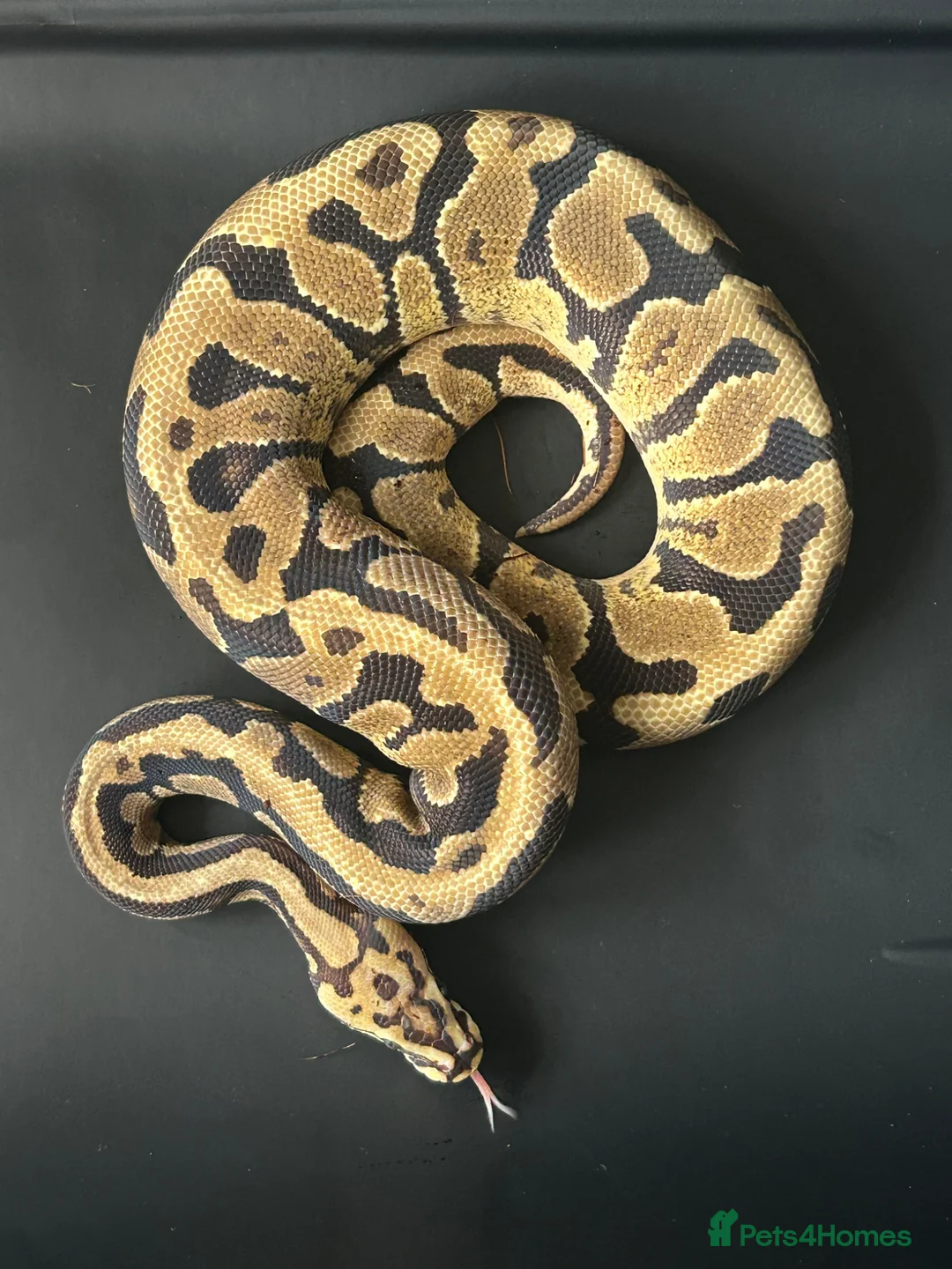 Python Snake reptiles for sale: Royal Pythons available  - Advert 3