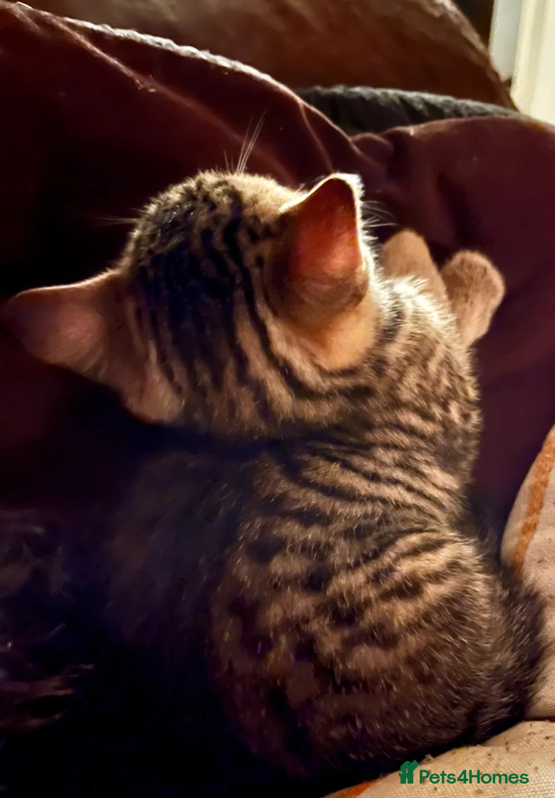 Bengal cats for sale:  Glittery Bengal X KittensWith Famous References!  - Advert 12