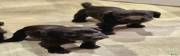 Cocker Spaniel dogs for sale: 6 CHOCOLATE KC WORKING TYPE COCKER SPANIEL - Advert 11