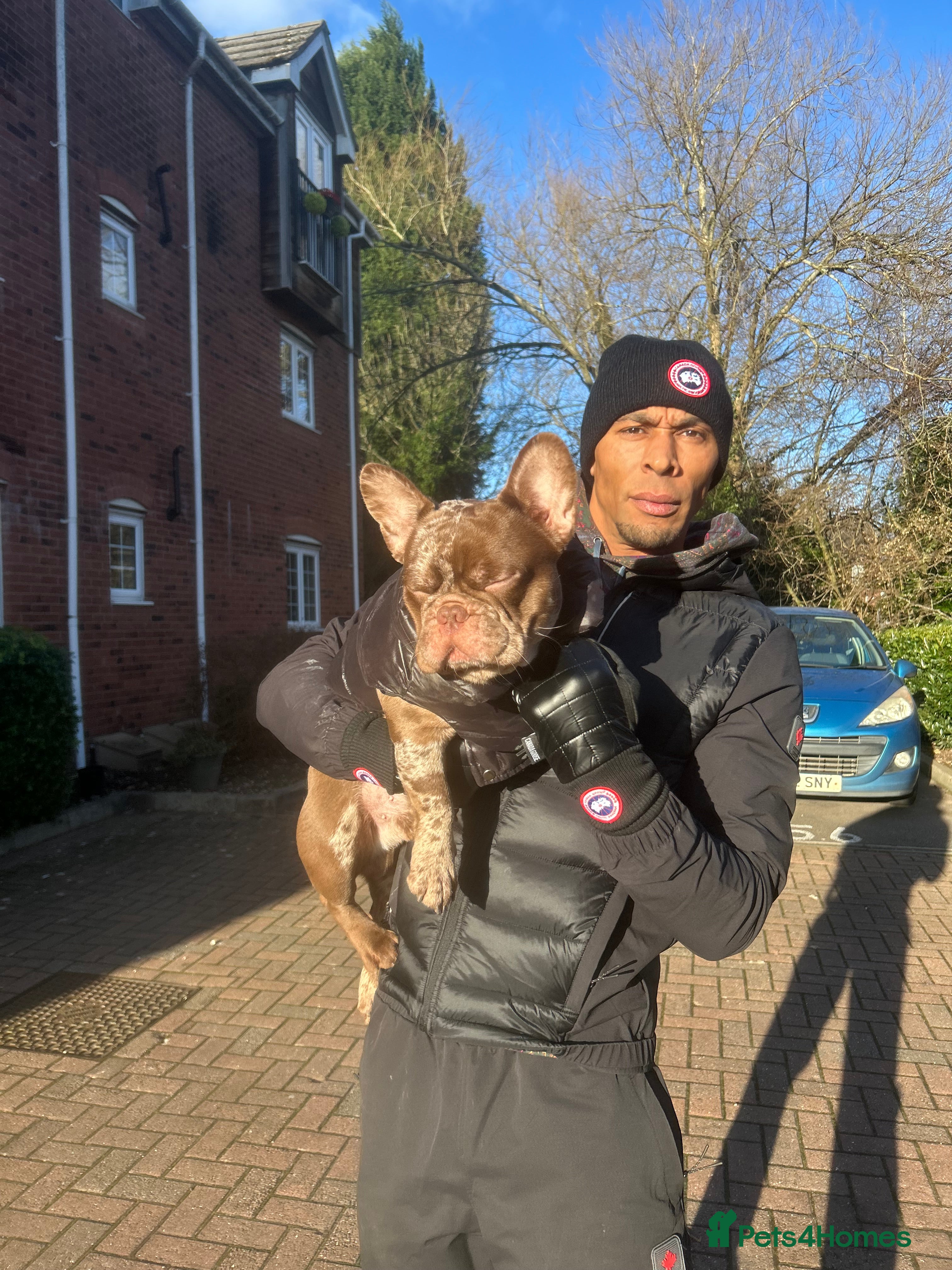 French Bulldog dogs FAMOUS FERRERO STUD 🔥 🍫  - Advert 1