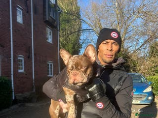 French Bulldog dogs FAMOUS FERRERO STUD 🔥 🍫 - Advert 1