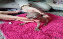 Sphynx cats for sale: Elf ear baby sphnx  - Image 5