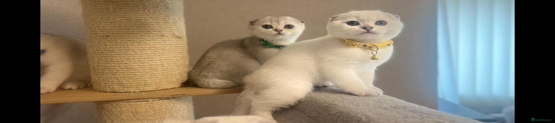 Scottish Straight Kitten 