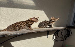 Bengal cats for sale: 5 Bengal kittens , 2 boys and 3 girls  - Image 12