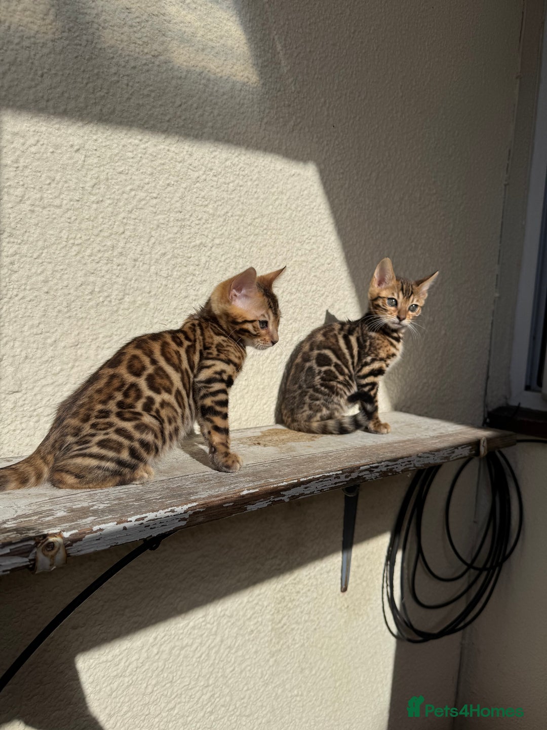 Bengal cats for sale: 5 Bengal kittens , 2 boys and 3 girls  - Image 12