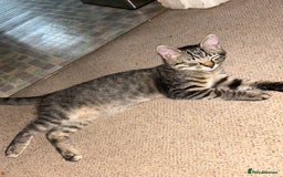 Domestic Shorthair cats for sale: Kittens - Image 26