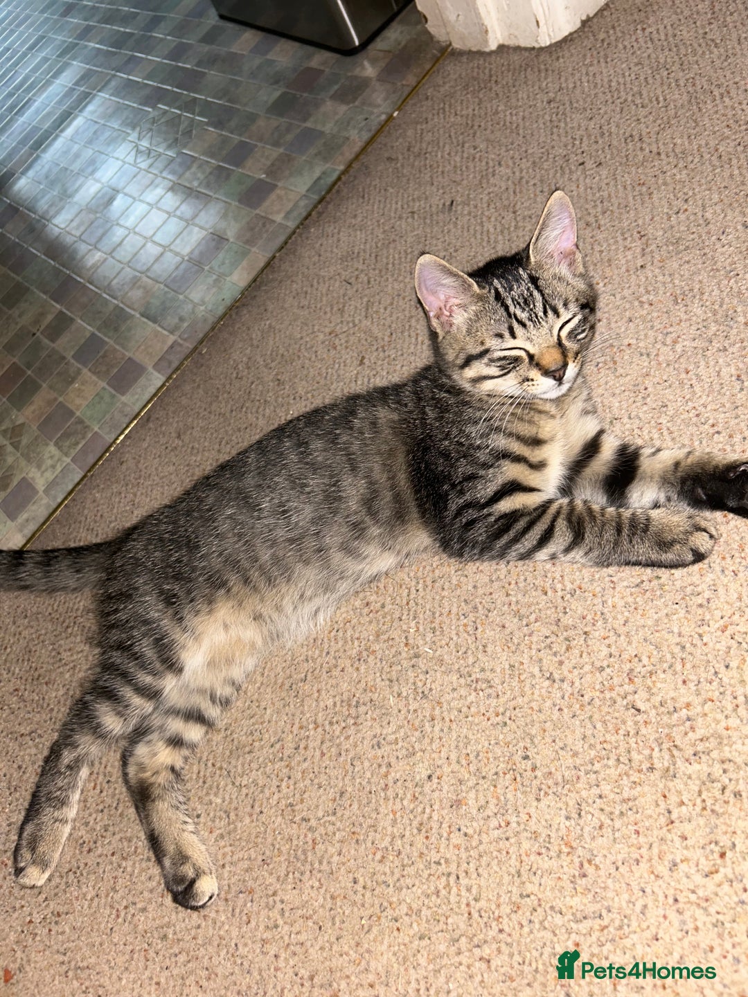 Domestic Shorthair cats for sale: Kittens - Image 26