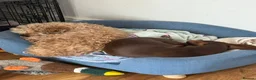 Mixed Breed dogs for sale: Schweenie pups ready 13th July 4 girls 1 boy  in Westcliff-on-Sea - Advert 5