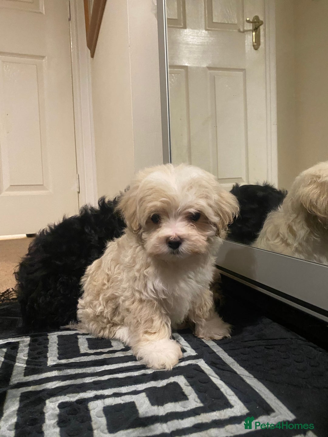 Maltipoo dogs for sale:  **  Korean maltipoo girls. - Advert 15
