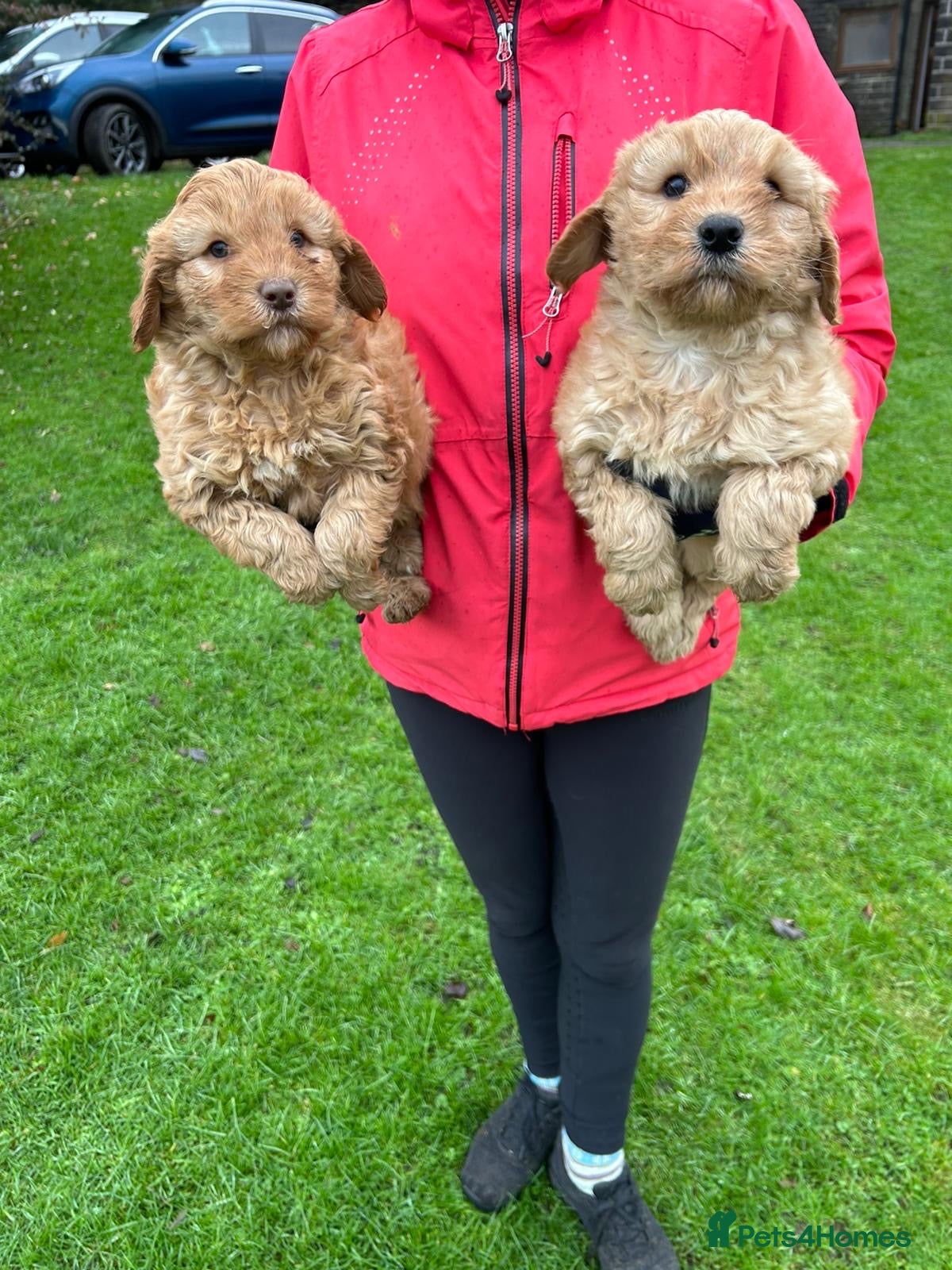 Goldendoodle dogs Two Stunning Healthy Girl Goldendoodle Puppies  - Advert 3