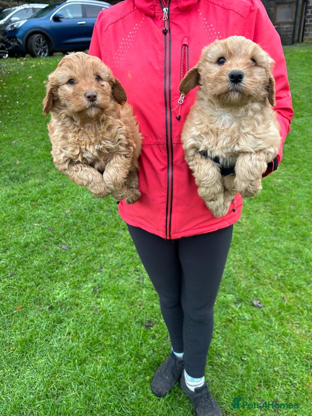 Goldendoodle dogs for sale: Two Stunning Healthy Girl Goldendoodle Puppies  - Advert 1