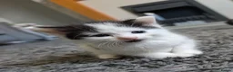 Mixed Breed cats for sale: Kittens looking for a forever home - Advert 5