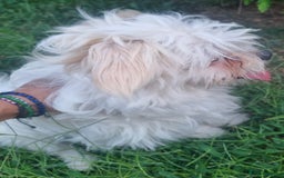 Bichon Frise dogs for adoption: KHAAN - a superb, little boy, for a Loving Home - Image 11