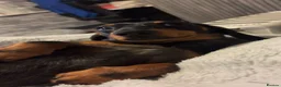 Miniature Dachshund dogs for stud: Dapple miniature dachshund  - Advert 2