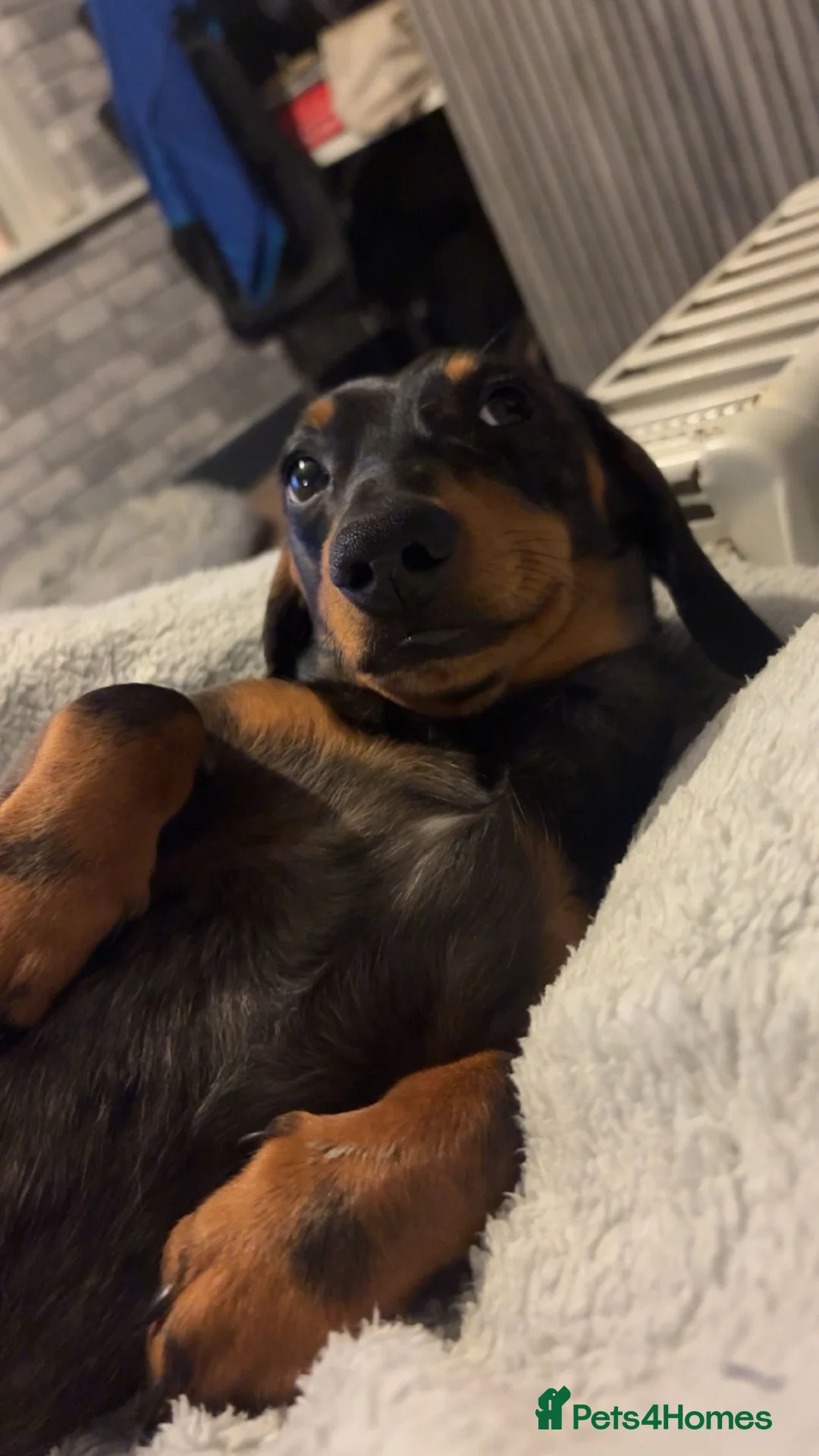 Miniature Dachshund dogs for stud: Dapple miniature dachshund  - Advert 2