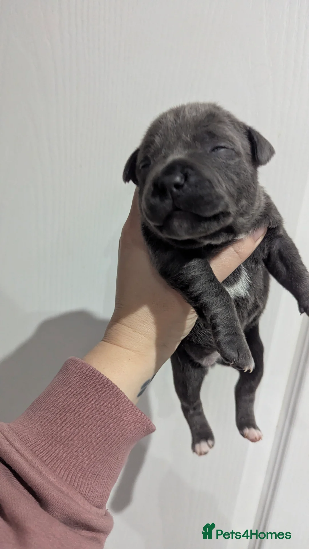 Staffordshire Bull Terrier dogs for sale: Beautiful KC reg Staffordshire bull terriers - Advert 24