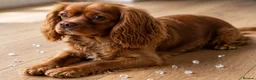 Cavalier King Charles Spaniel dogs for stud: RUBY RED *CHOCOLATE CARRIER STUD* - Advert 3