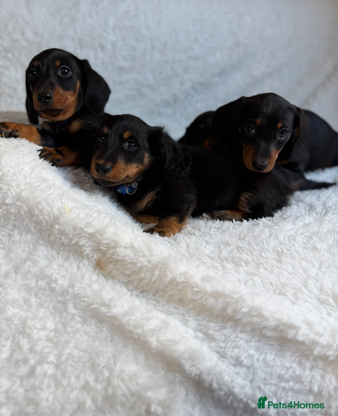 Miniature Dachshund dogs for sale: Beautiful Miniature Dachshund puppies for sale - Advert 5