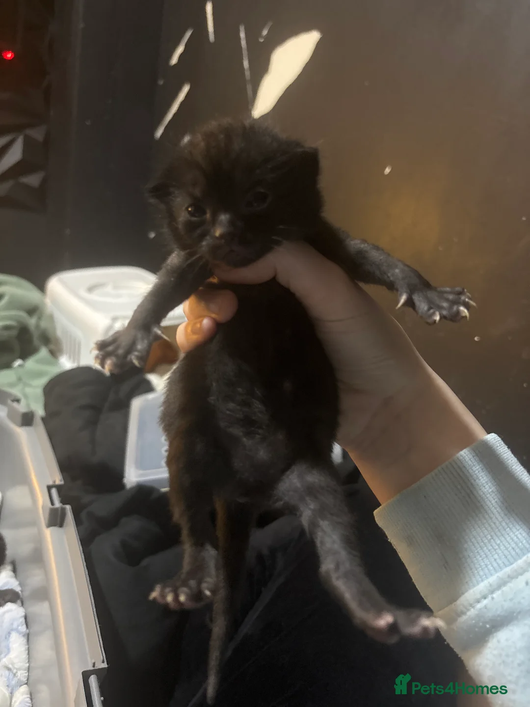 Mixed Breed cats for sale: 3 beautiful kittens  - Advert 2