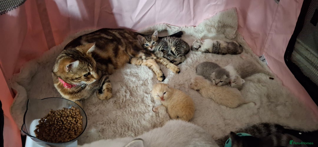 Mixed Breed cats for sale: Bsh mix bengal kittens - Image 3
