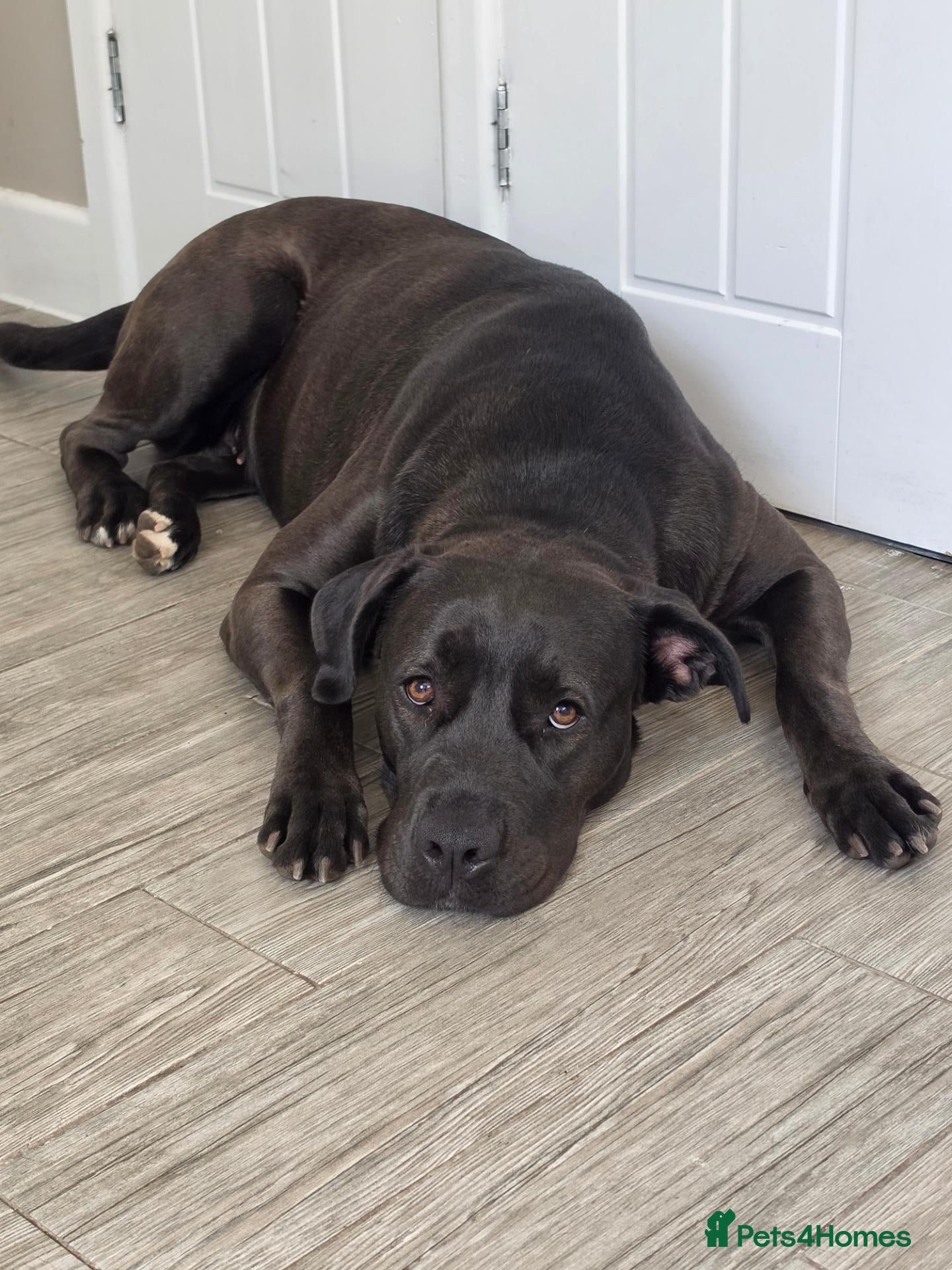 Mixed Breed dogs for sale: NARLA Cane Corso x  - Advert 6