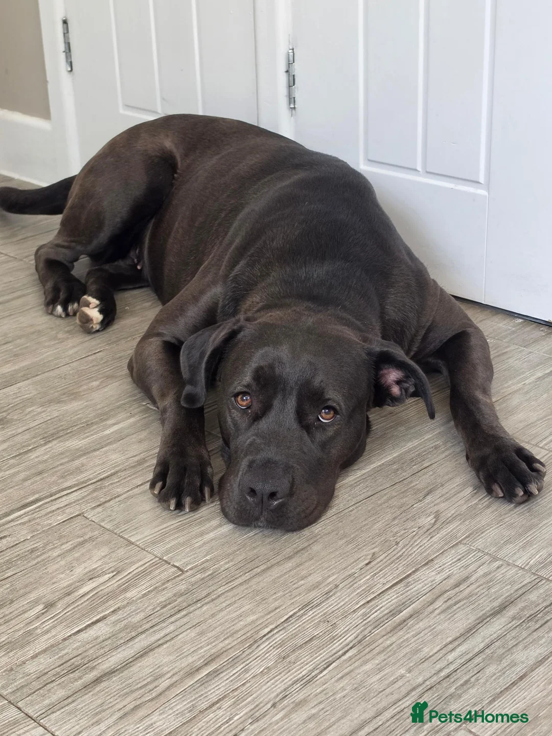 Mixed Breed dogs for sale: NARLA Cane Corso x  - Advert 1