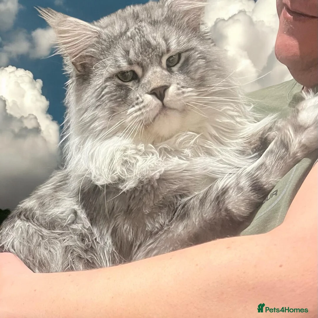 Maine Coon cats for stud: TICA champion and ICWW Maine Coon stud available  in Brighouse - Advert 3