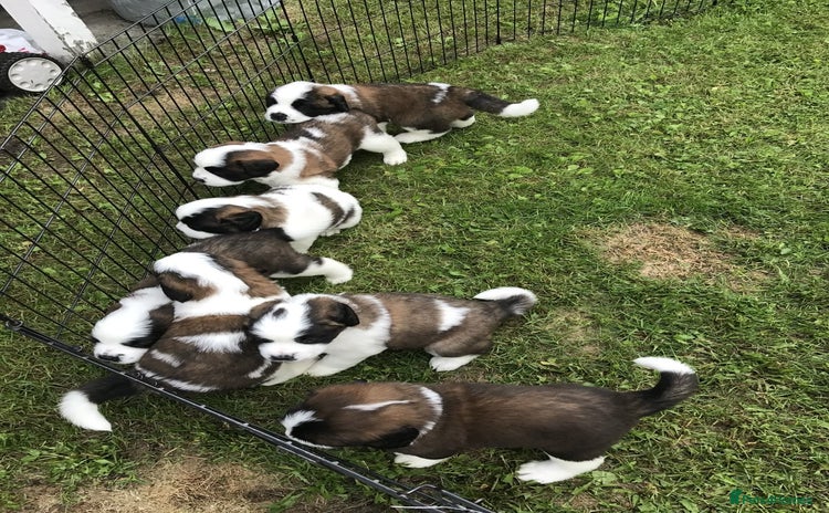 Saint Bernard dogs - Advert 1