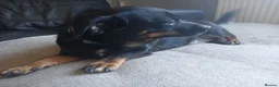 Chiweenie dogs for sale: Loving Homes Needed for Chiweenie Pups ASAP - Advert 3
