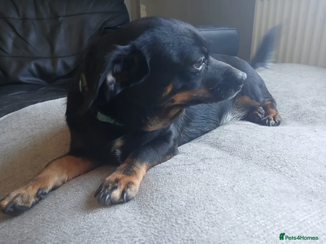 Chiweenie dogs for sale: Loving Homes Needed for Chiweenie Pups ASAP - Advert 3