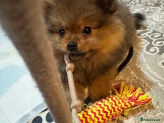 Pomeranian dogs Adorable Pomeranian Puppies – Orange Sable - Advert 11