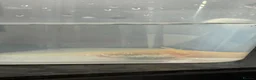 Axolotl reptiles for sale: Axolotl juveniles  - Advert 8
