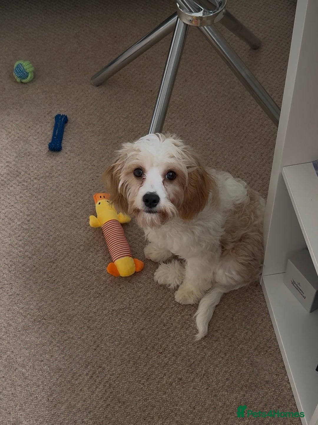 Cavapoo dogs for sale: Lovely Cavapoo for sale - Image 3