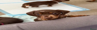 Miniature Dachshund Puppy 1