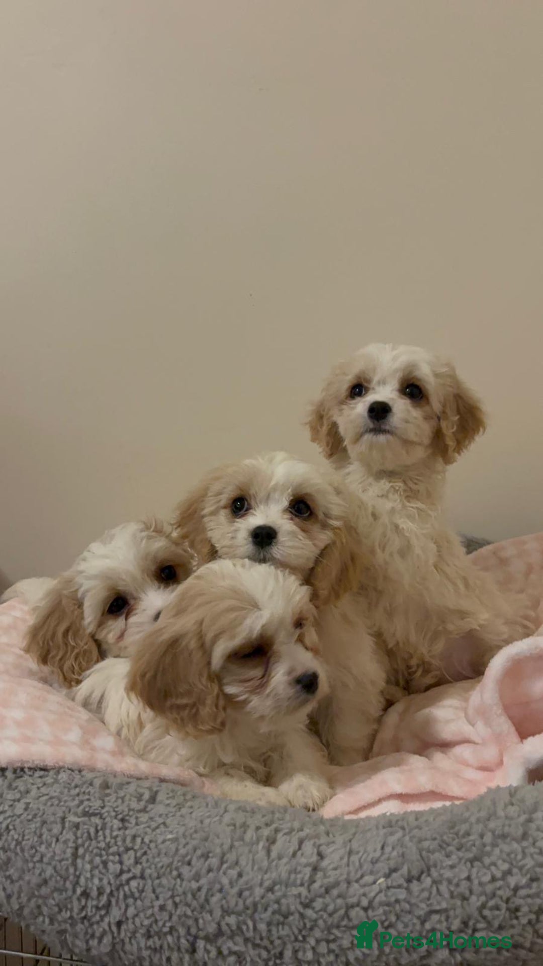 Cavachon dogs for sale: Health tested F1 cavachons  - Advert 6