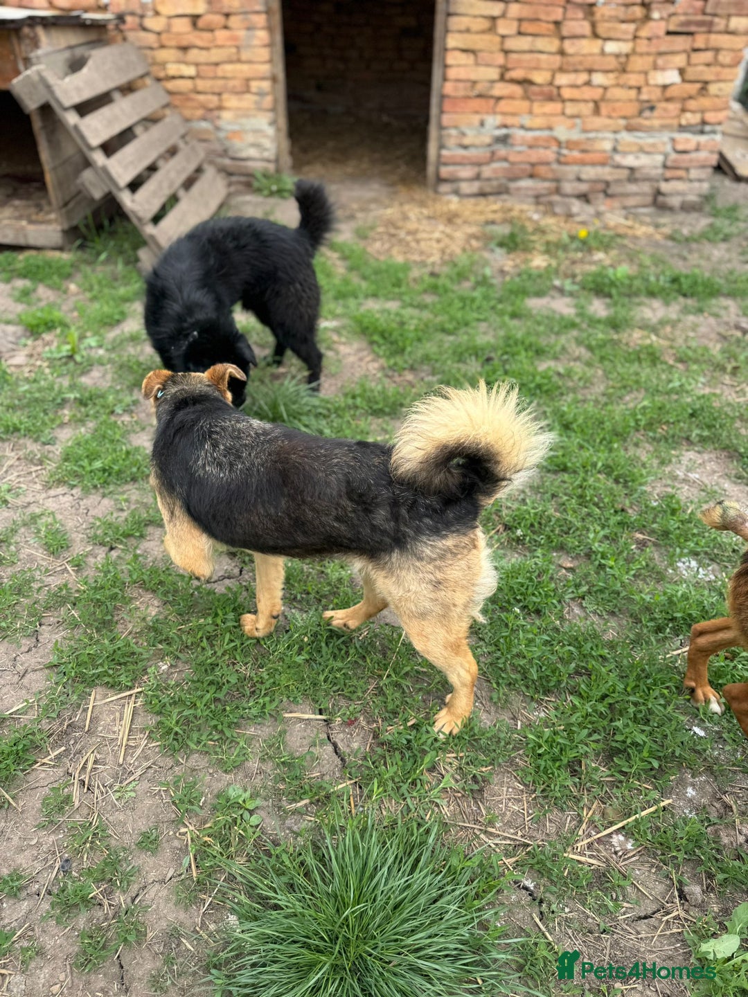 Mixed Breed dogs for adoption: CORA - a Beautiful & Kind Girl, for a Loving Home - Image 10