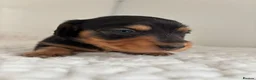 Miniature Dachshund dogs for sale: Ready KC Long-Haired Miniature Dachshund puppies  - Advert 24